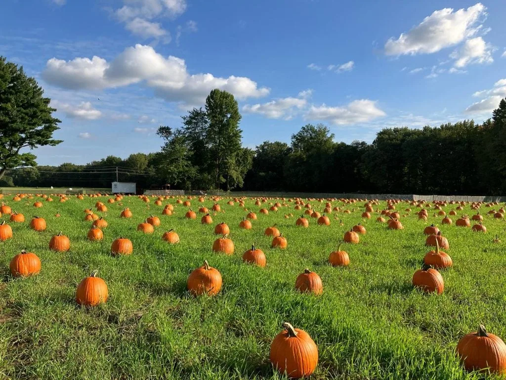 26 Great Pumpkin Patches in NJ 2