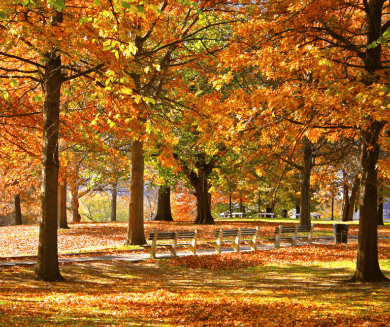 Boston Common in the Fall