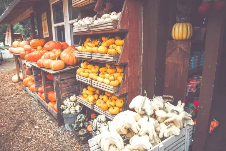 Creek House Farm Pumpkin Patch