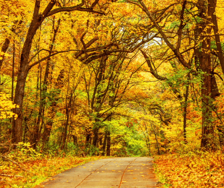 Franklin Park in the fall