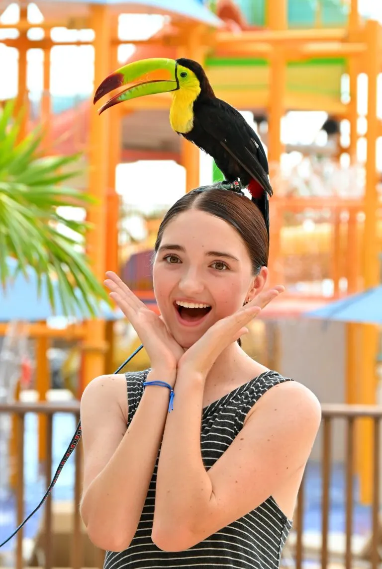 Toucan photo