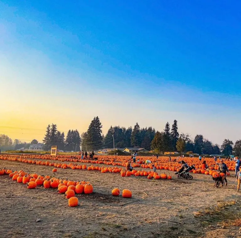 Maris farms pumpkin patch