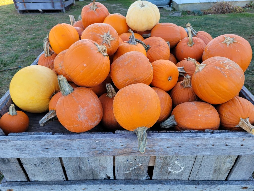 26 Great Pumpkin Patches in NJ 3