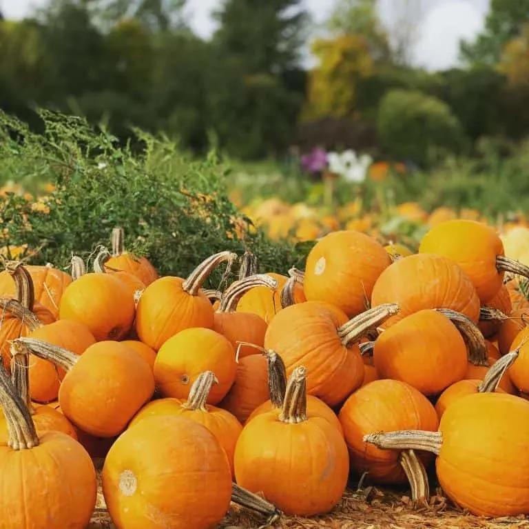 Mosby farms Pumpkin Patch