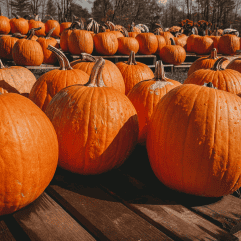 25 Great Pumpkin Patches in NJ