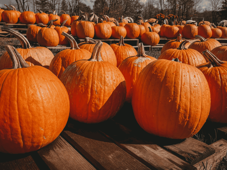 26 Great Pumpkin Patches in NJ