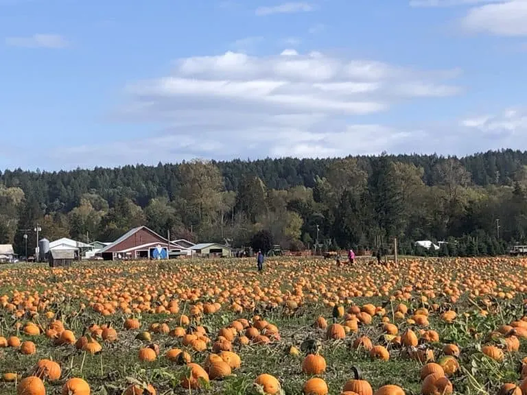 Schilter Family Farm Pumpkin Patch