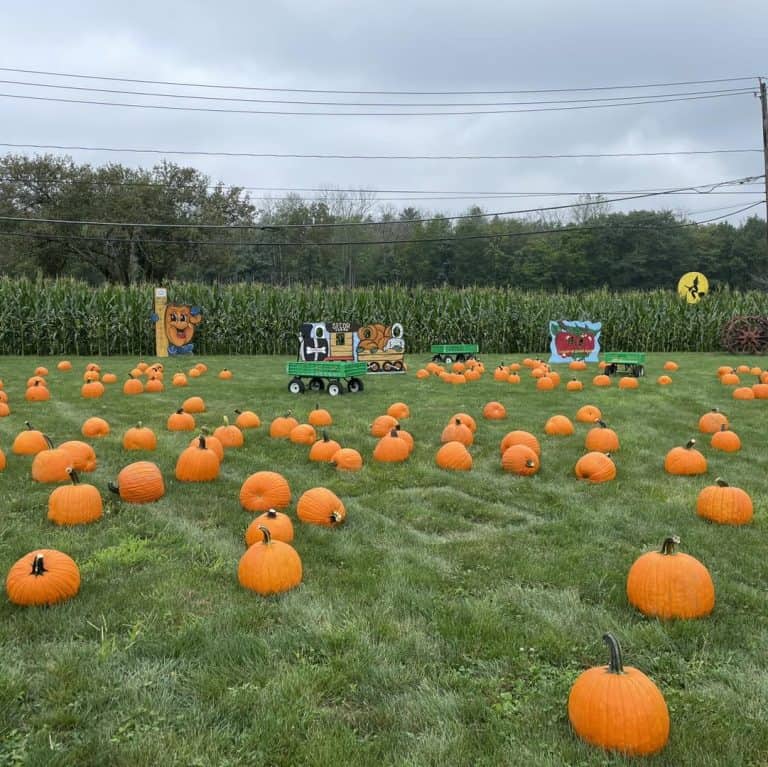 Secor Farms is one the best pumpkin patches in NJ