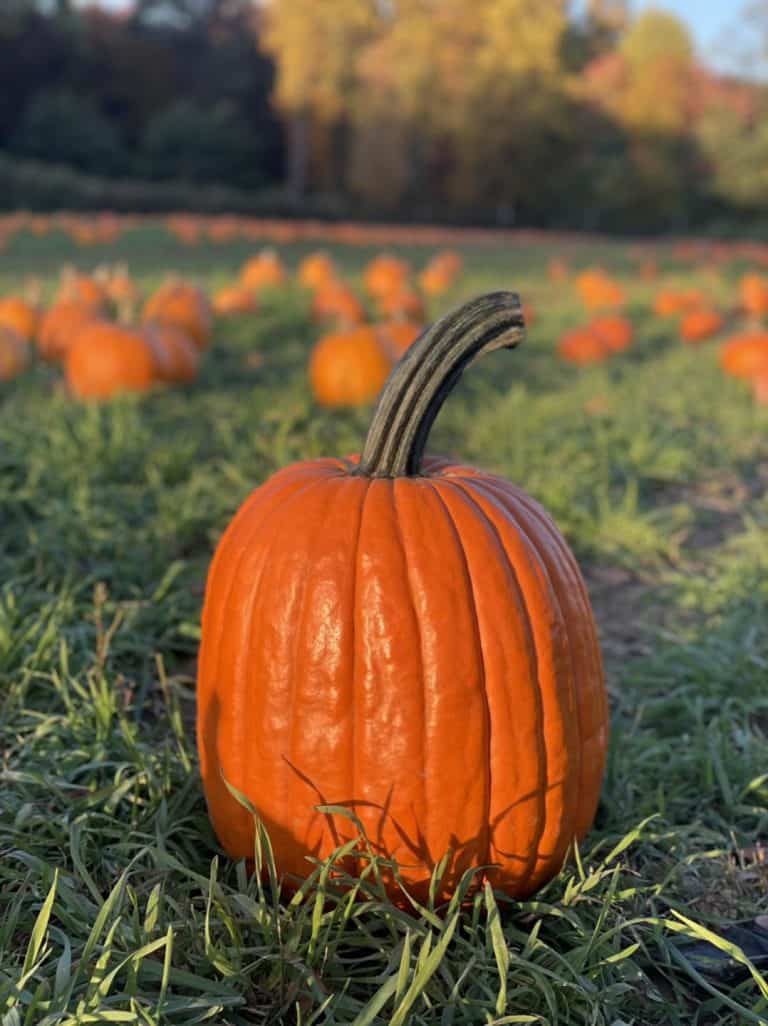 Stony Hill Farms pumpkin patch