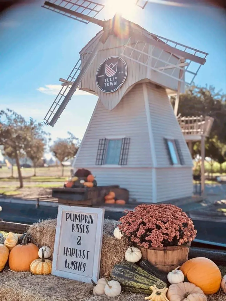 Tulip Town Pumpkin Patch