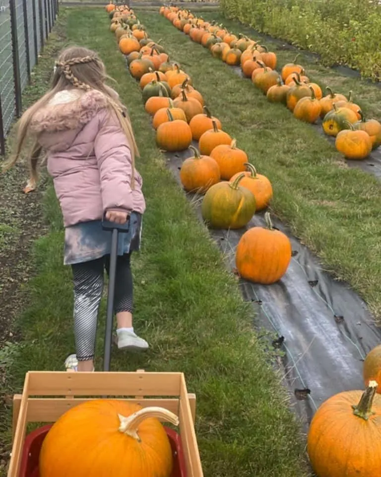 Wilderbee Farm Pumpkin Patch