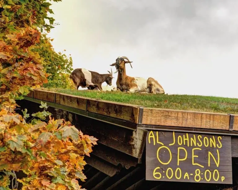 Al Johnson's Goats