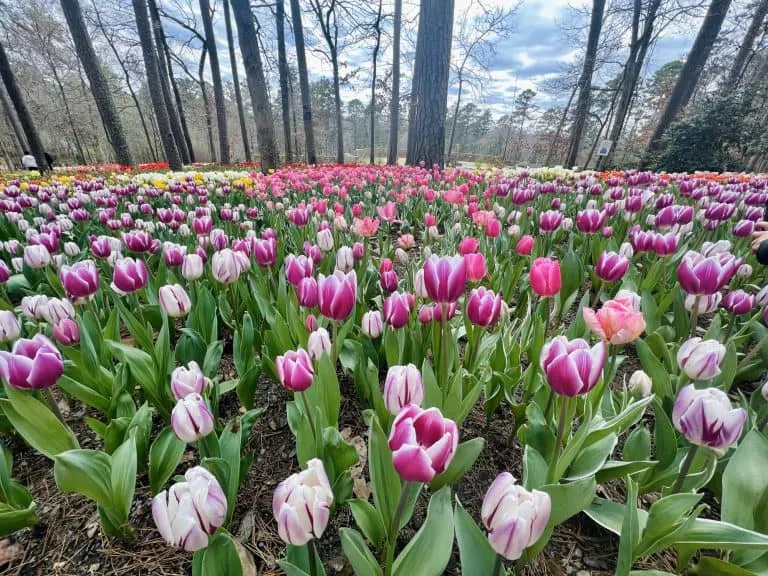 tulips at Garvan Woodland Gardens 