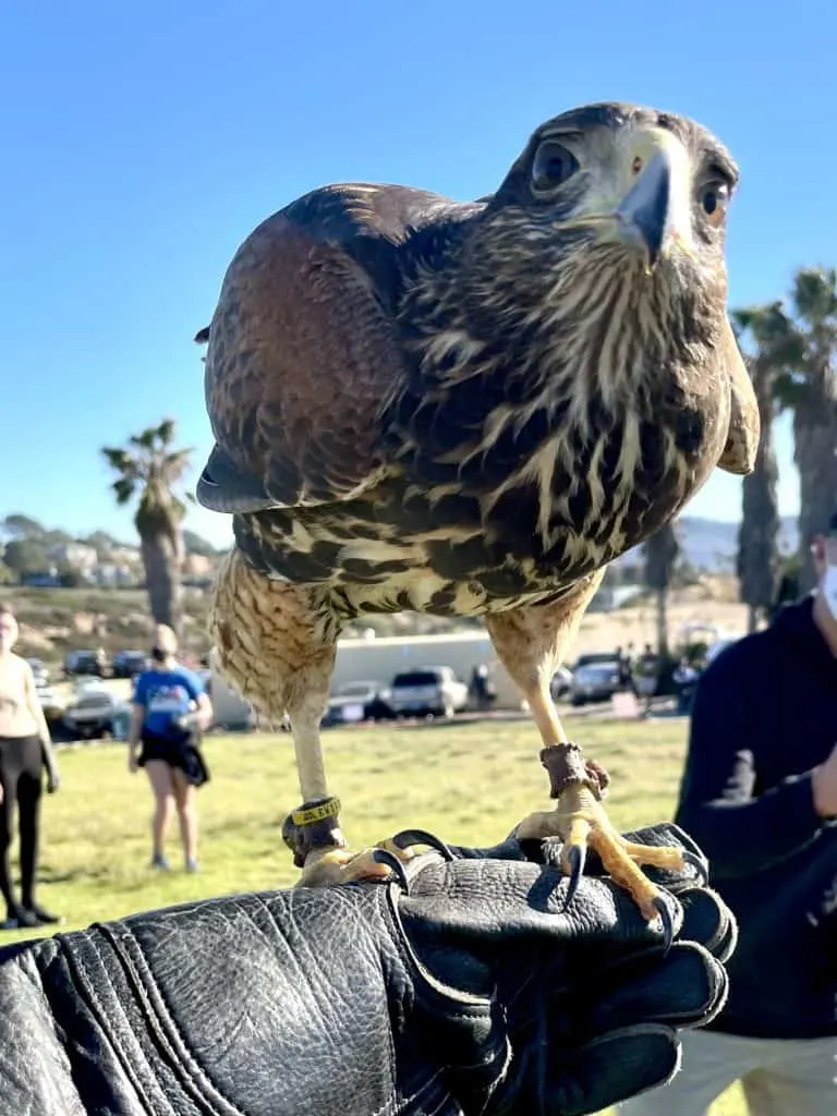 Falconry Experience Torrey Pines