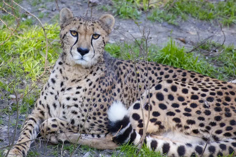 Cheetah at the San Antonio Zoo
