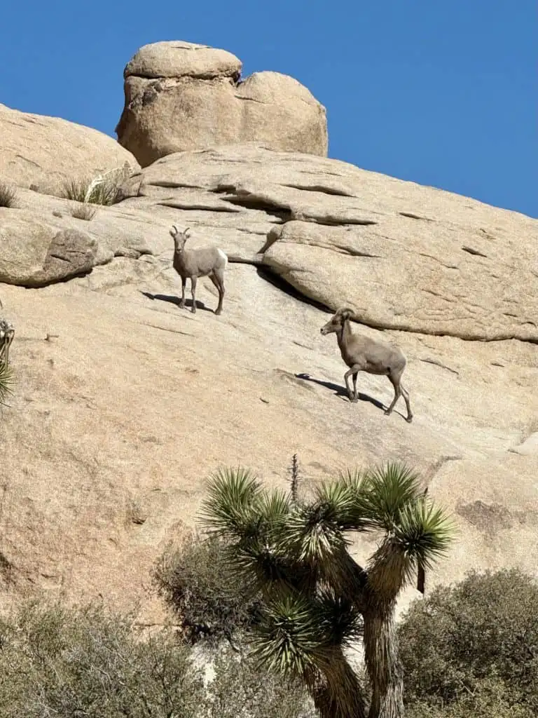 Joshua Tree with Kids- When to Visit, Things to do, Best Hikes, & More! 13
Bighorn Sheep near Barker Dam