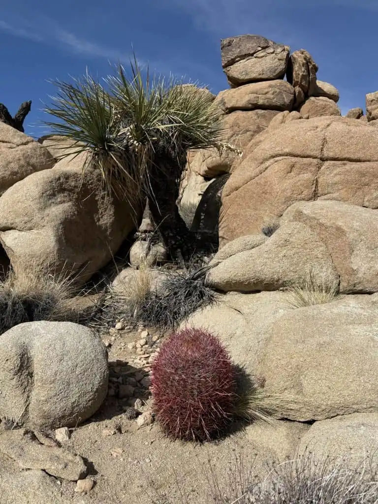 Joshua Tree with Kids- When to Visit, Things to do, Best Hikes, & More! 16 plants in Joshua Tree National Park
