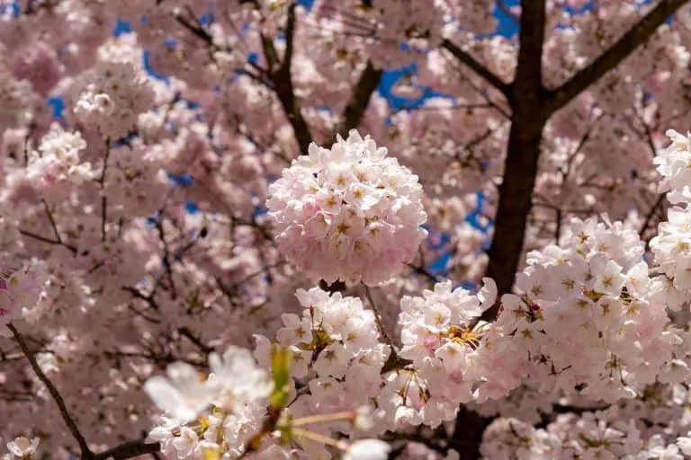 cherry blossoms in Vancouver