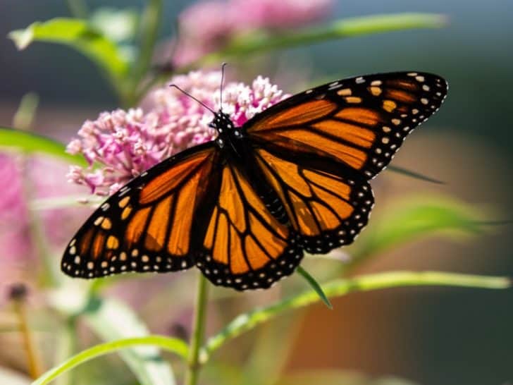 Best Places to See Monarch Butterflies in California