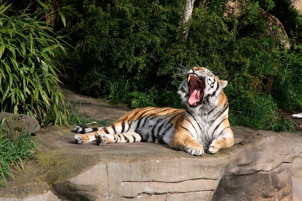 The 15 Best Zoos in the US for 2024 2