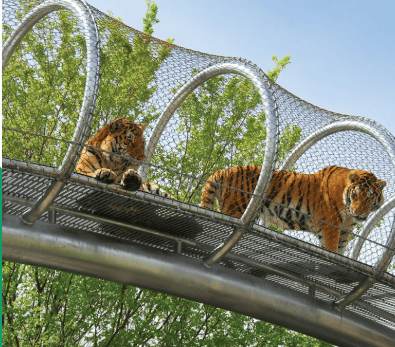 Zoo 360 Tigers at the Philadelphia Zoo