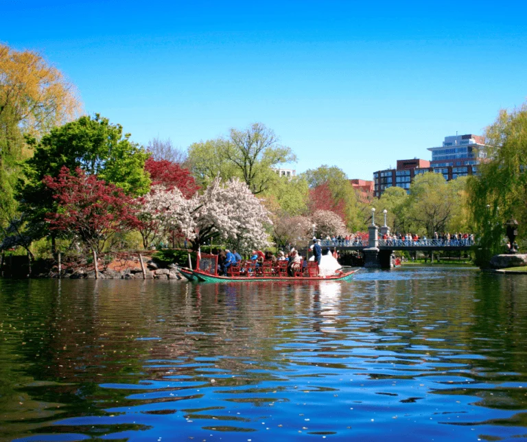 Swan boats in Boston Public Garden