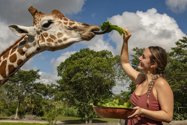 Zoo Miami giraffe feding