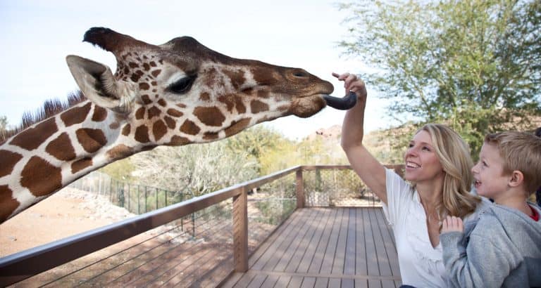 The best things to do in Phoenix with toddlers include visiting the Phoenix Zoo