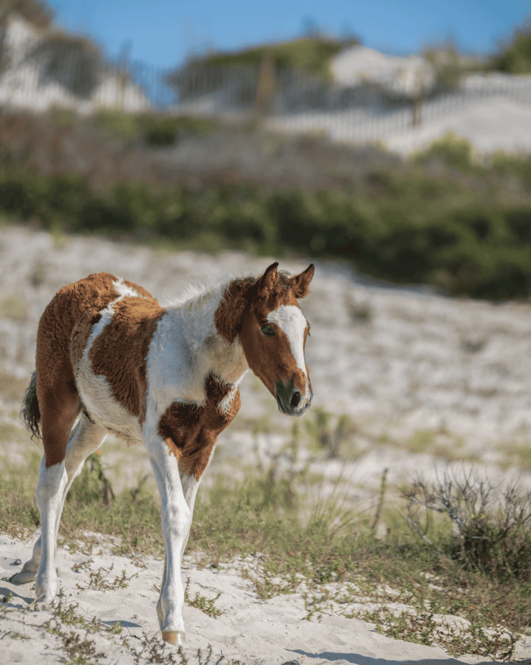  Assateague Island is home to wild horses