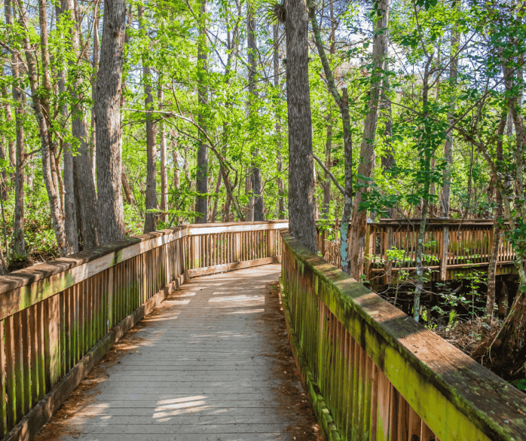 Big Cypress Preserve Boardwalk