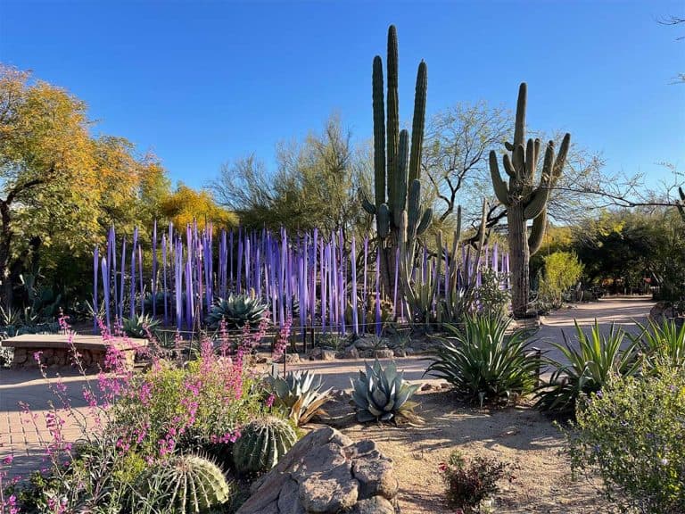 Desert Botnical Gardens