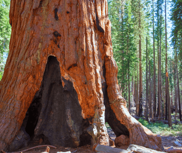 Mariposa Grove sequoia tree