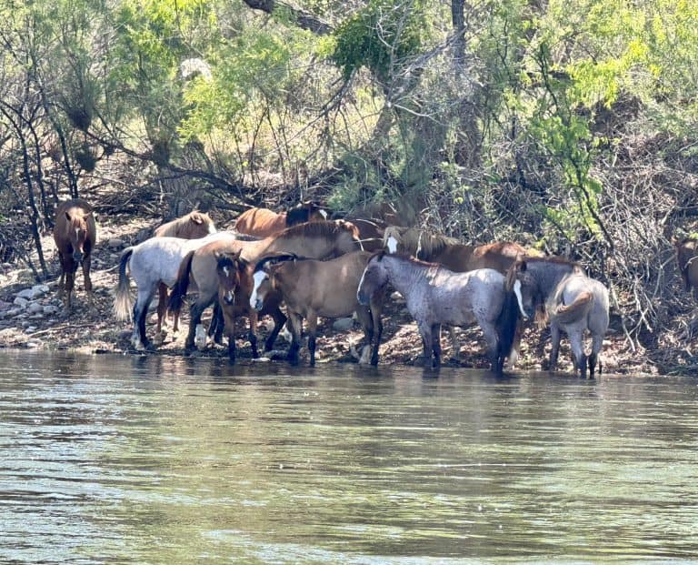 Wild Horses on the Salt River