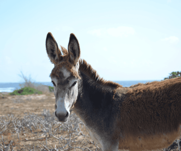Donkey Aruba