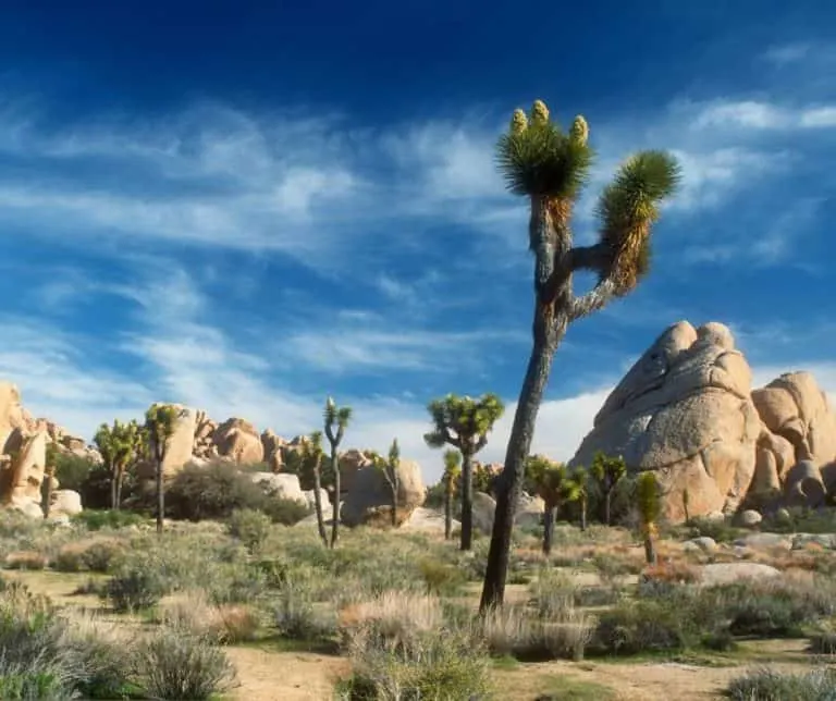 Joshua Tree National Park