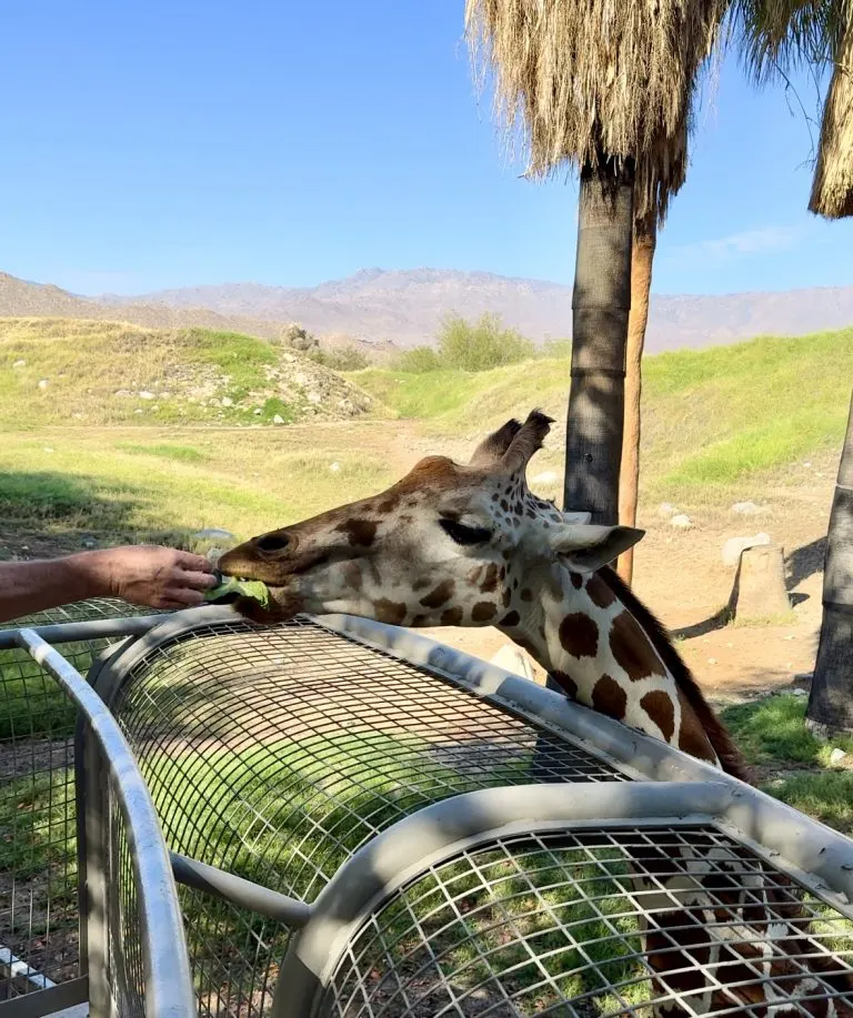 Giraffe Feeding at the Living Desert