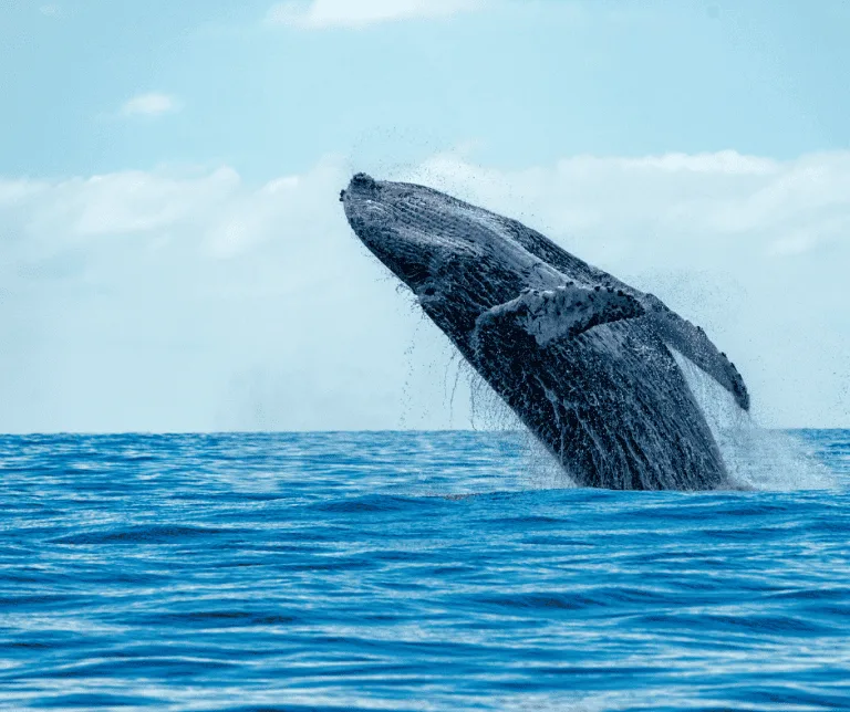 Humpback whale