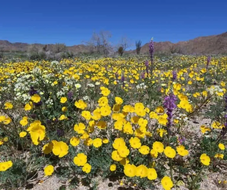 Joshua Tree Super Bloom