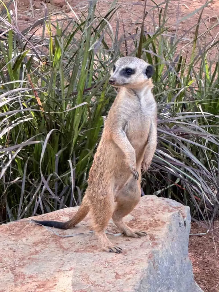 Meerkat at the Living Desert near Palm Springs