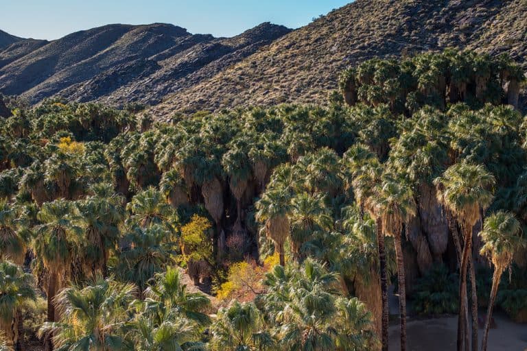 Palm Canyon in Palm Springs