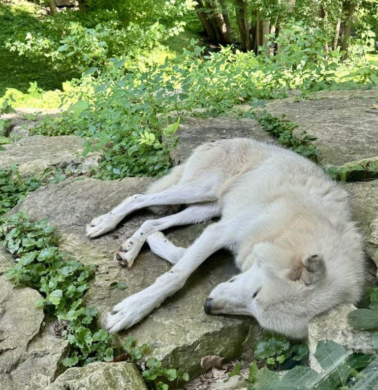 Wolf at Bay Beach Wildlife Sanctuary