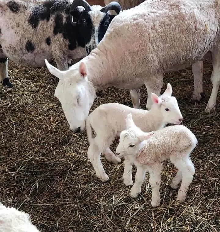 Lambs at The Farm