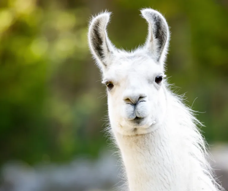 Llama