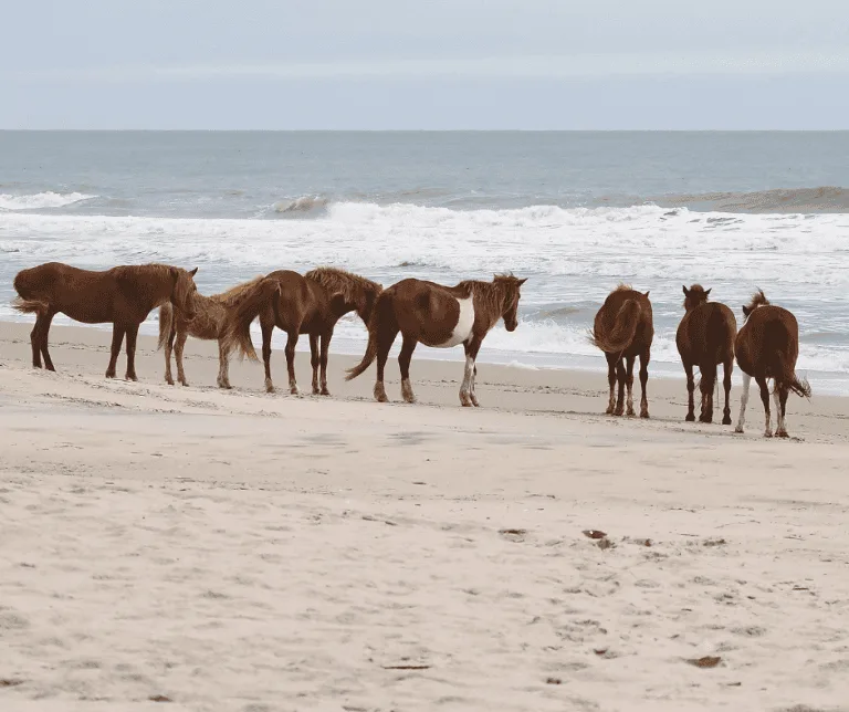 Assateaugue Island National Seashore