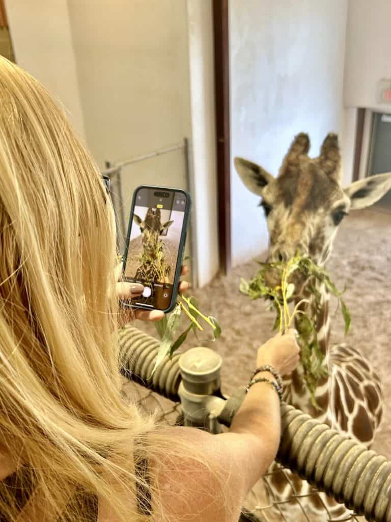 Feeding a giraffe at the NEW Zoo