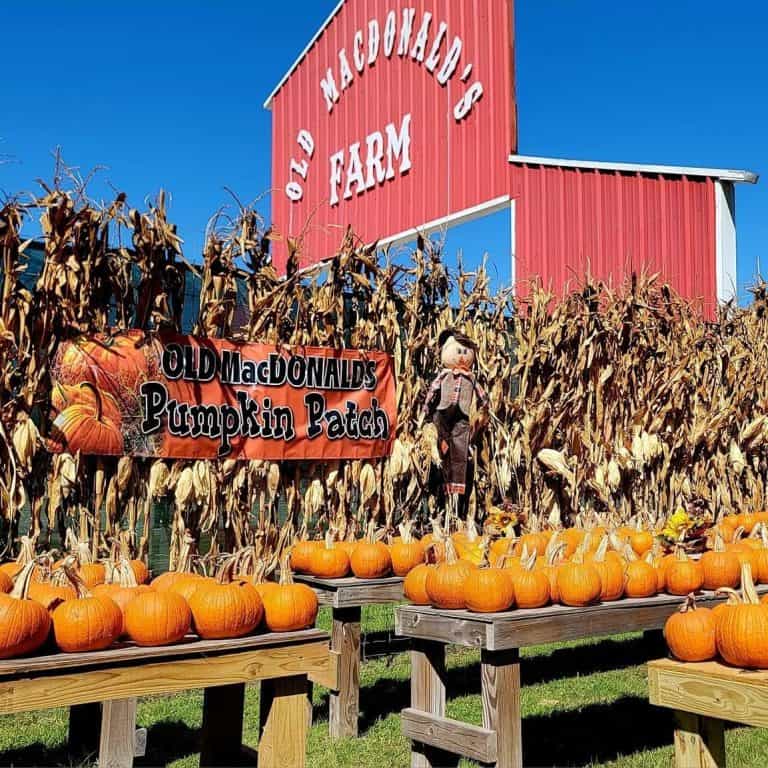 Old MacDonalds's Farm pumpkin patch in Humble, Texas