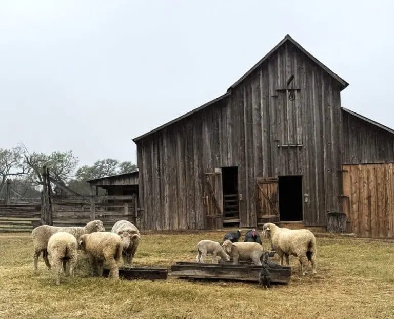 A Fredericksburg Family Getaway in Texas Hill Country 6 Beckman Living History Farmstead