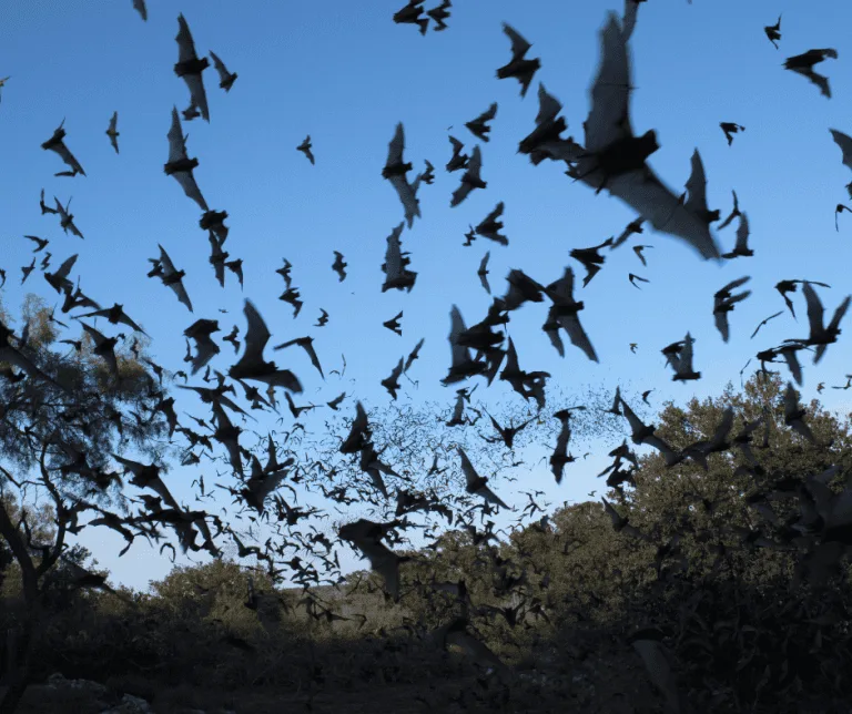 A Fredericksburg Family Getaway in Texas Hill Country 10 Mexican free-tailed bats taking flight