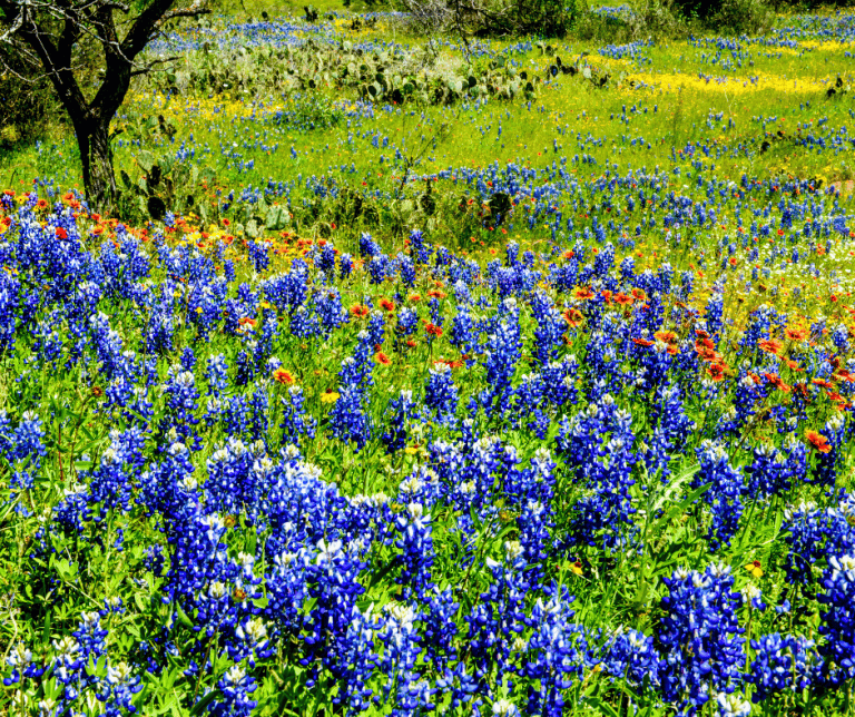Texas Blue Bonnets
