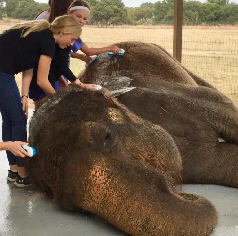 A Fredericksburg Family Getaway in Texas Hill Country 5 Elephant washing at The Preserve in Fredericksburg, Texas